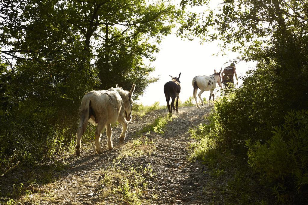 Agriturismo Ca' Del Ciuco Vezzano sul Crostolo المظهر الخارجي الصورة